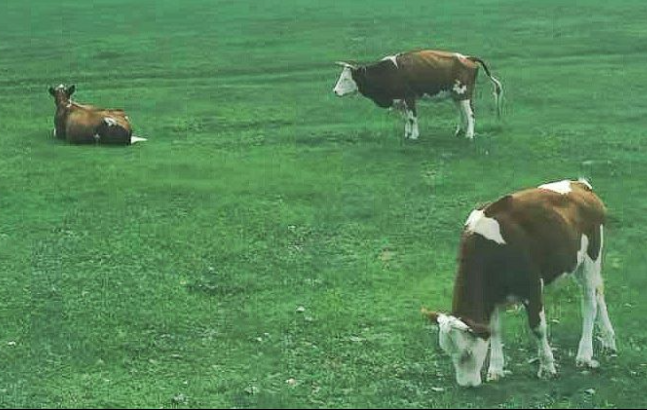 內(nèi)江市多舉措推動肉牛羊產(chǎn)業(yè)提質(zhì)增效