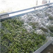 山東得爾潤 秋葵清洗機(jī) 全自動果蔬清洗設(shè)備 食品清洗設(shè)備 大棗清洗